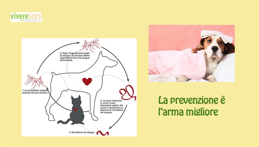 Difendi il tuo cane dalla Filariosi